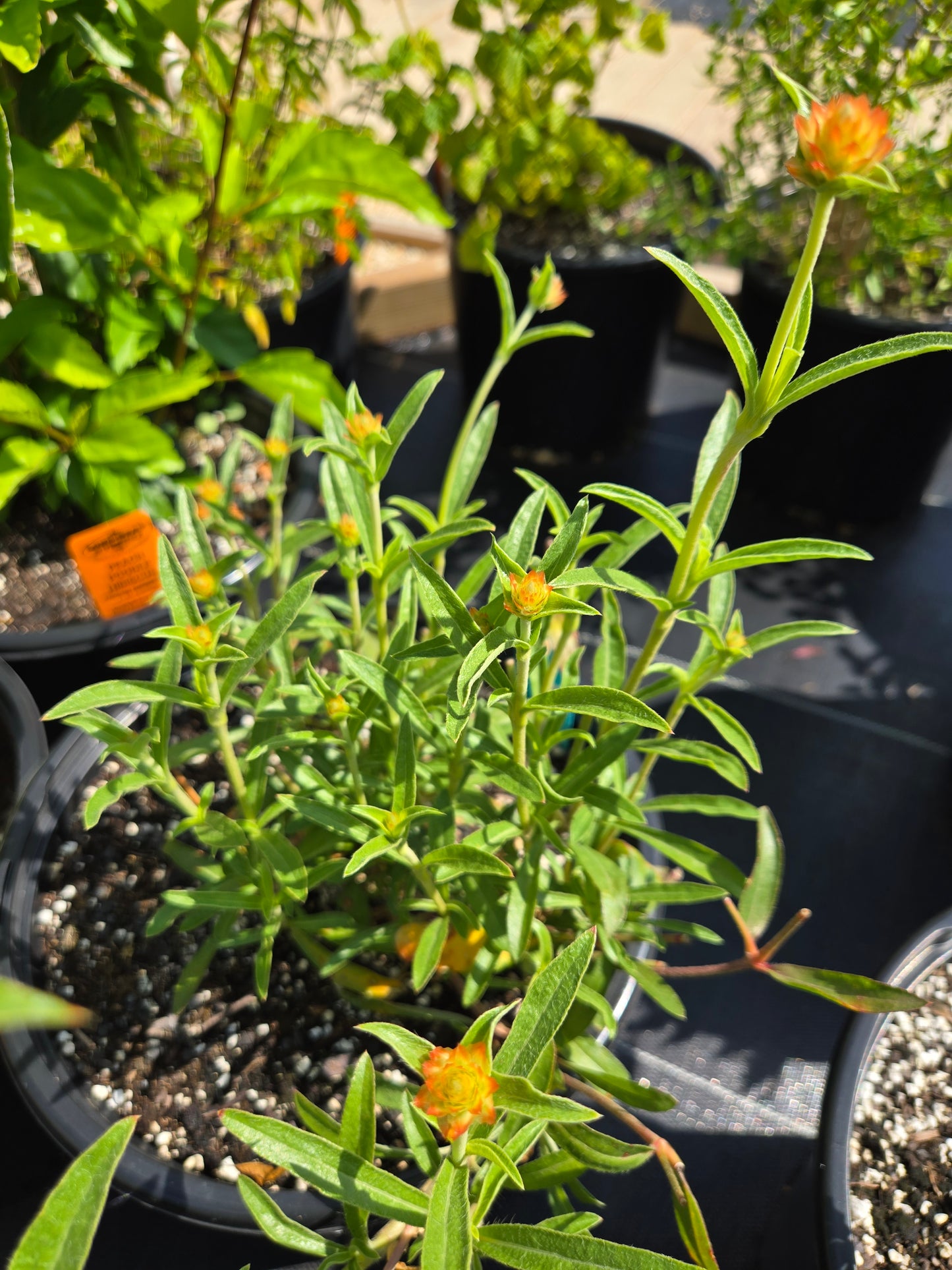 Gomphrena haageana --Rio Grande Amaranth--