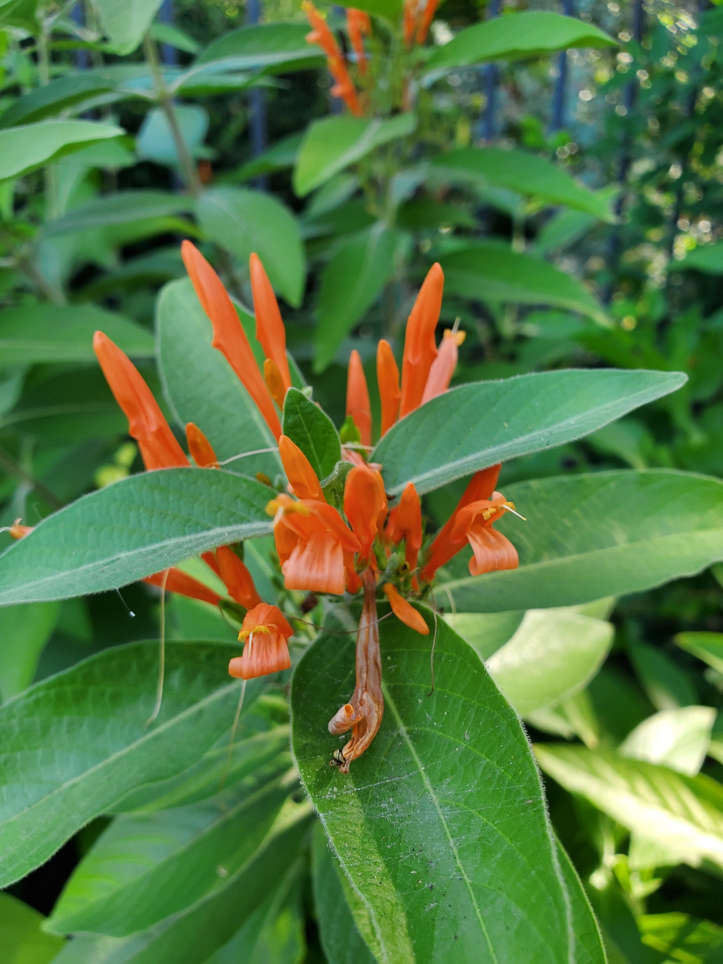 Justicia spicigera --Mexican Honeysuckle--