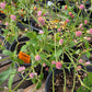 Gomphrena nealleyi --Nealley's Globe Amaranth--