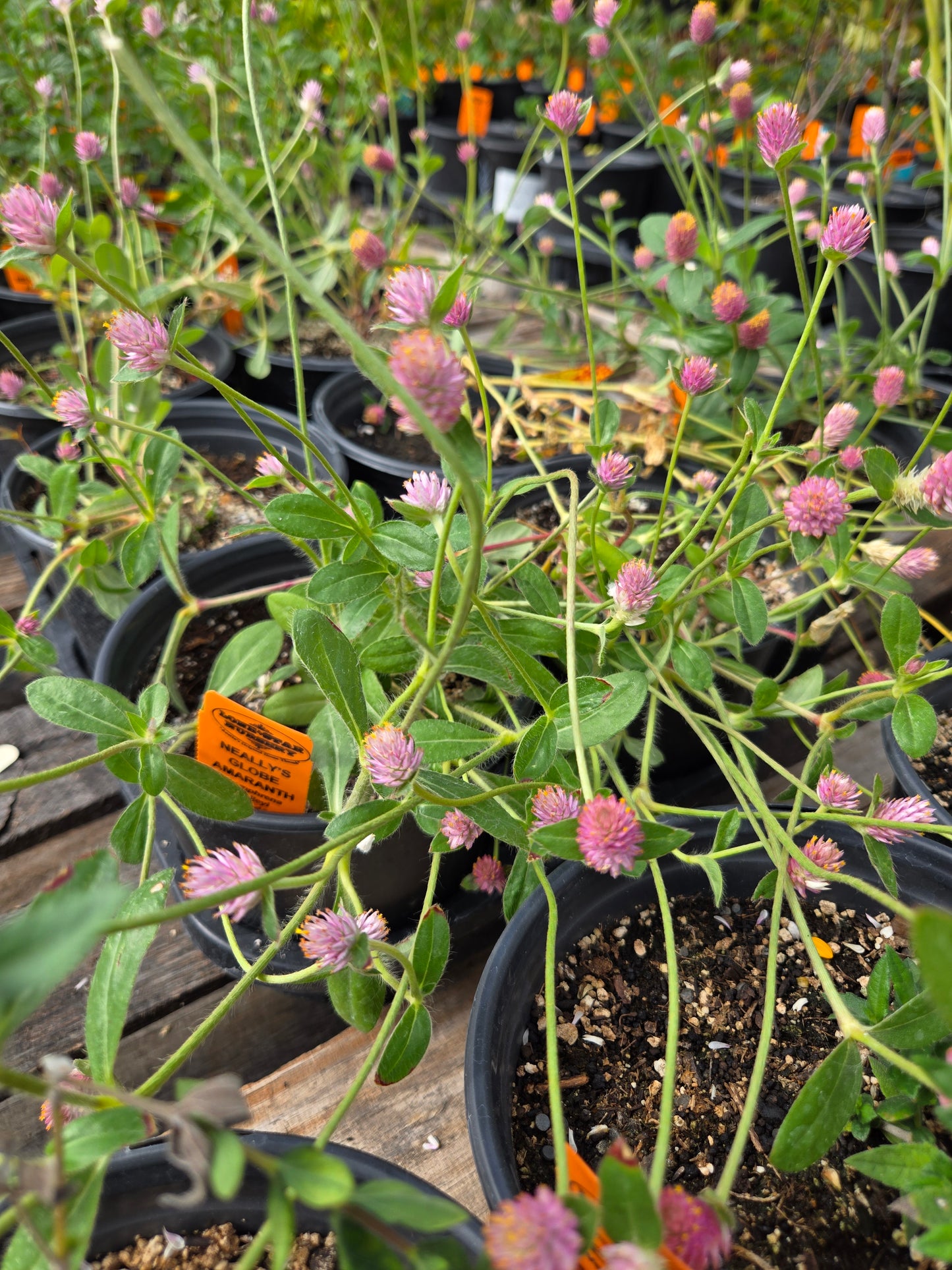 Gomphrena nealleyi --Nealley's Globe Amaranth--