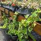 Senecio macroglossus f. variegatus --Variegated Jade Vine--