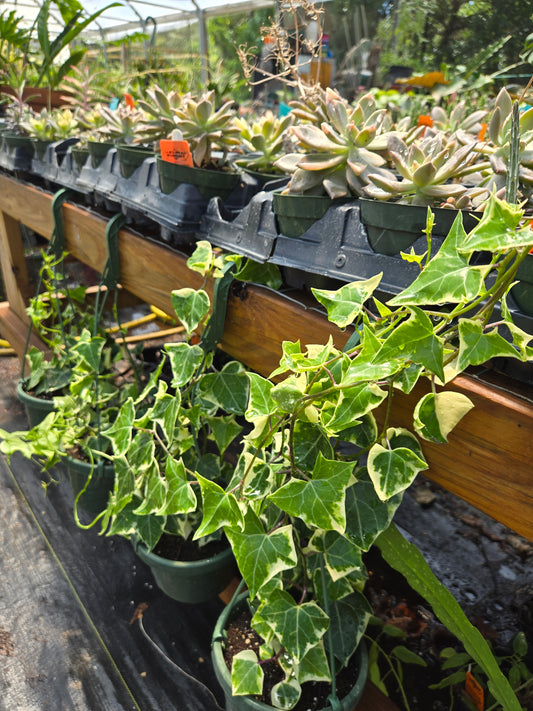 Senecio macroglossus f. variegatus --Variegated Jade Vine--