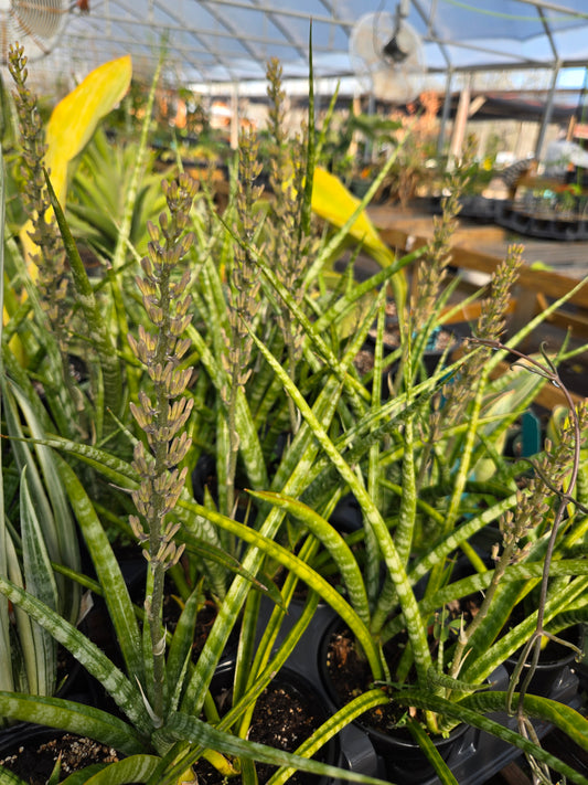 Sansevieria --Fernwood Punk Snake Plant--