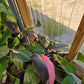 Philodendron erubescens 'Pink Princess'