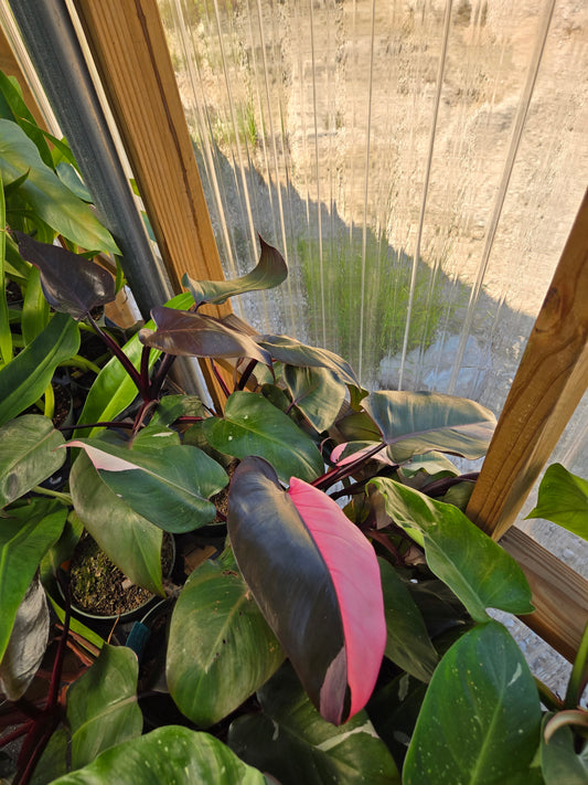Philodendron erubescens 'Pink Princess'