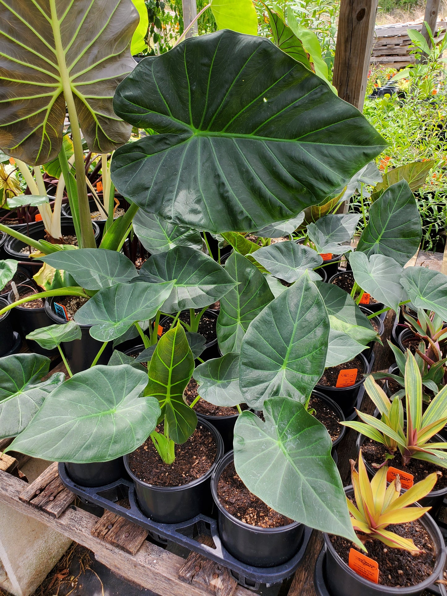 Alocasia odora x. reginula --Royalty Elephant Ear--