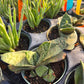 Gasteria armstrongii