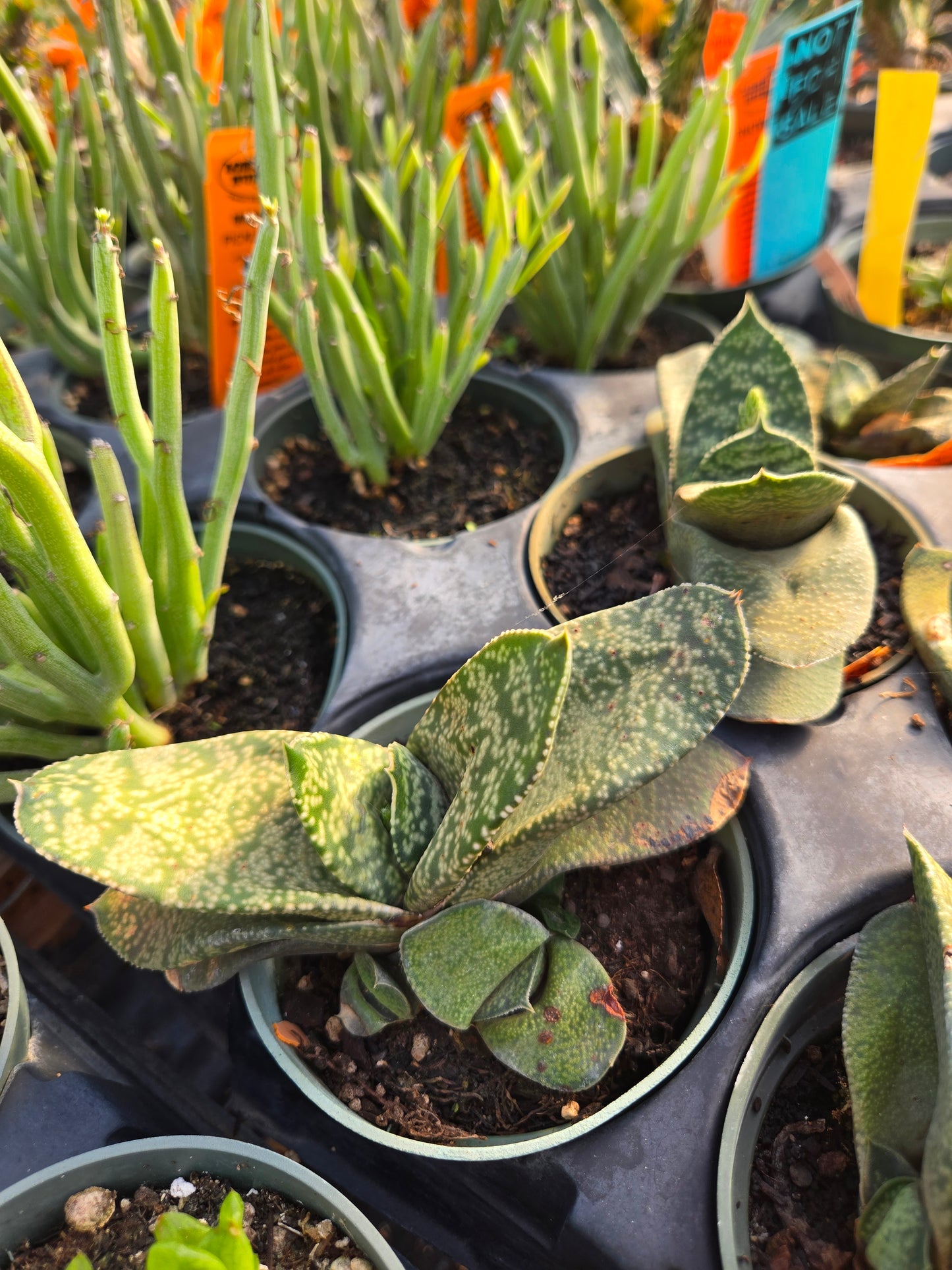 Gasteria armstrongii