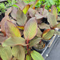 Canna indica 'Purpurea' --Red Stripe Canna--