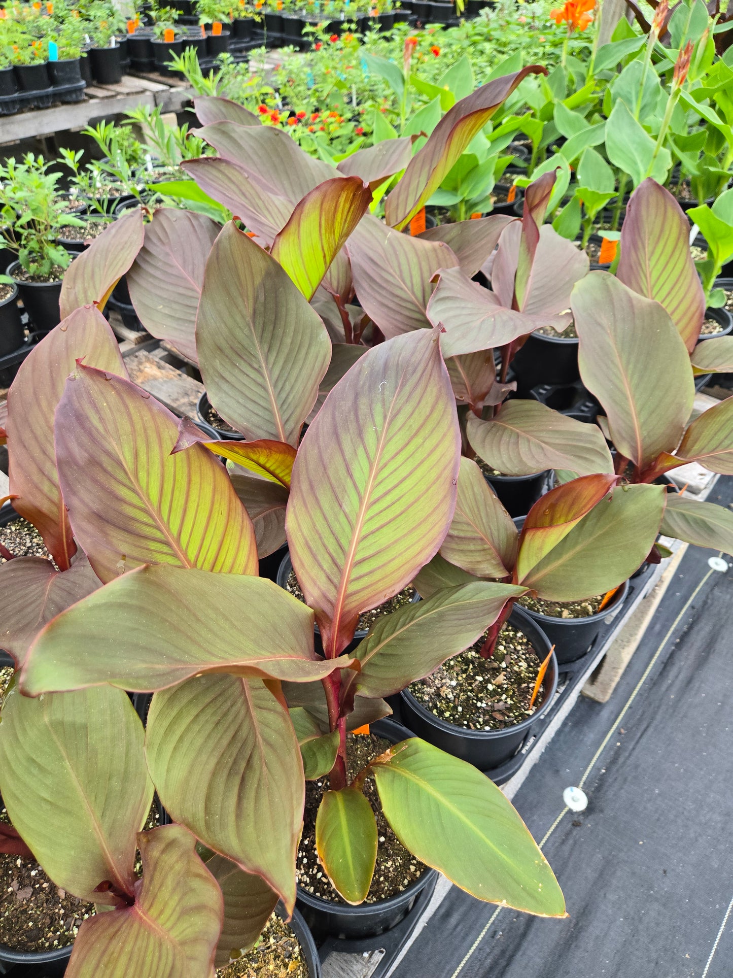 Canna indica 'Purpurea' --Red Stripe Canna--