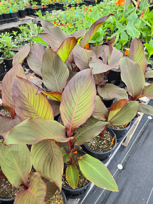 Canna indica 'Purpurea' --Red Stripe Canna--