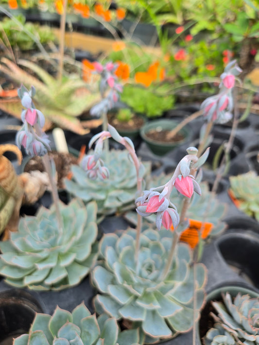 Echeveria 'Blue Heron'