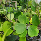 Hoya kerrii --Heart-Leaf Hoya--
