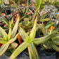 Aloe perfoliata 'Variegata' --Variegated Mitre Aloe--
