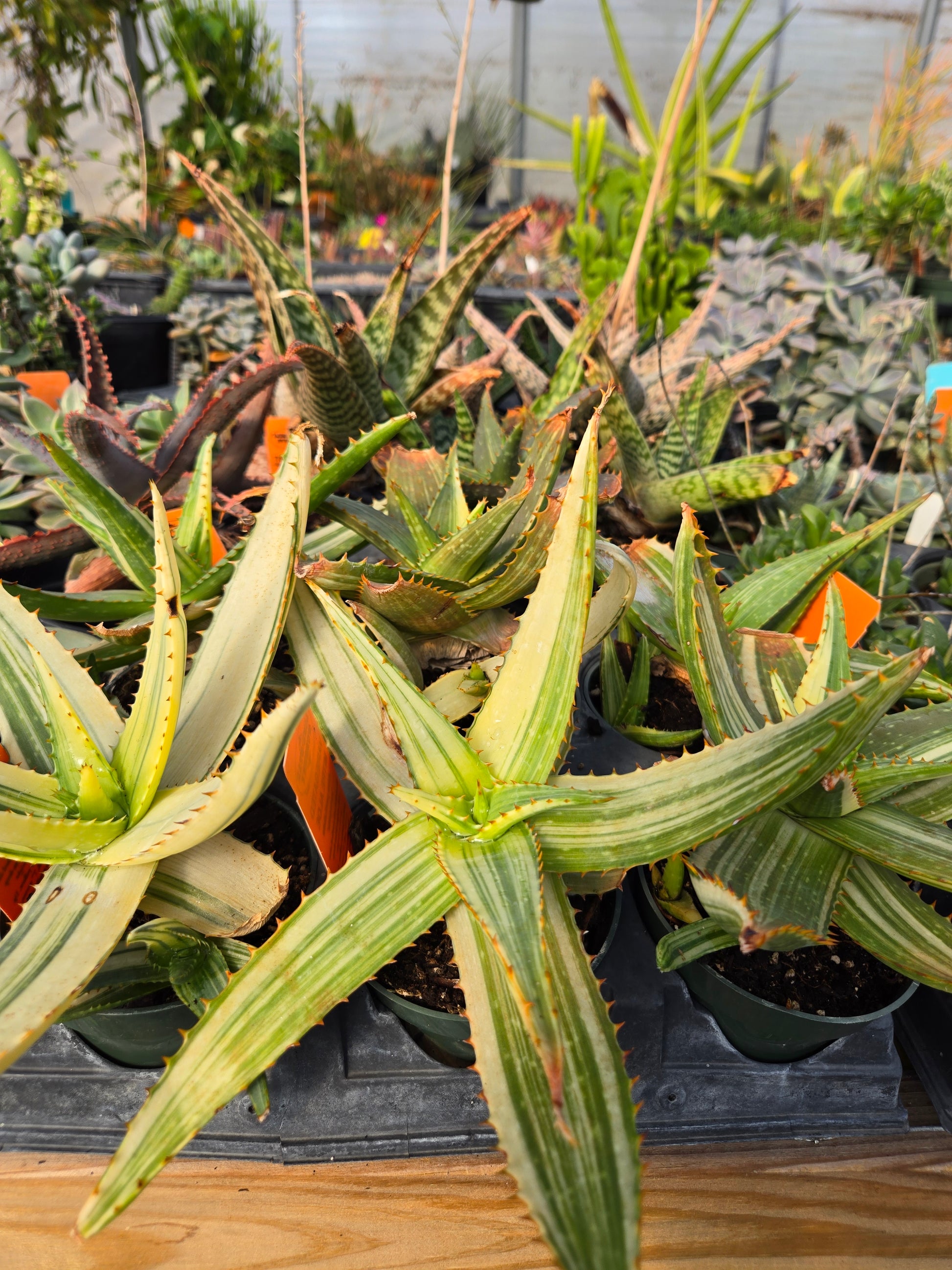 variegated aloe vera plant Aloe perfoliata 'Variegata' --Variegated Mitre Aloe--