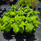 Salvia sagittata --Arrowleaf Sage--