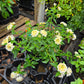 Lantana camara --Cream Spreading Lantana--