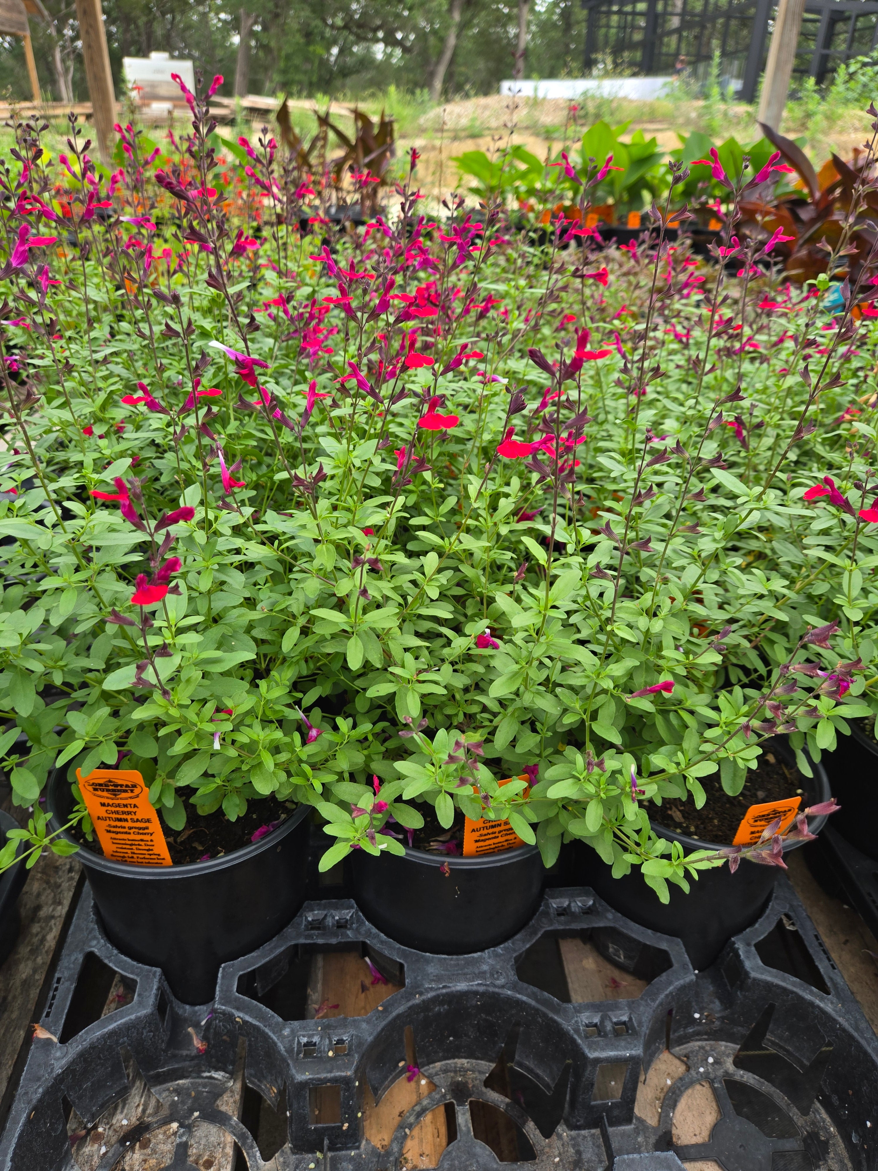 Salvia greggii --Magenta Cherry Autumn Sage-- - Nursery Taylor