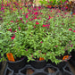 Salvia greggii --Magenta Cherry Autumn Sage--