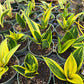 Sansevieria trifasciata --Gold Flame Snake Plant--