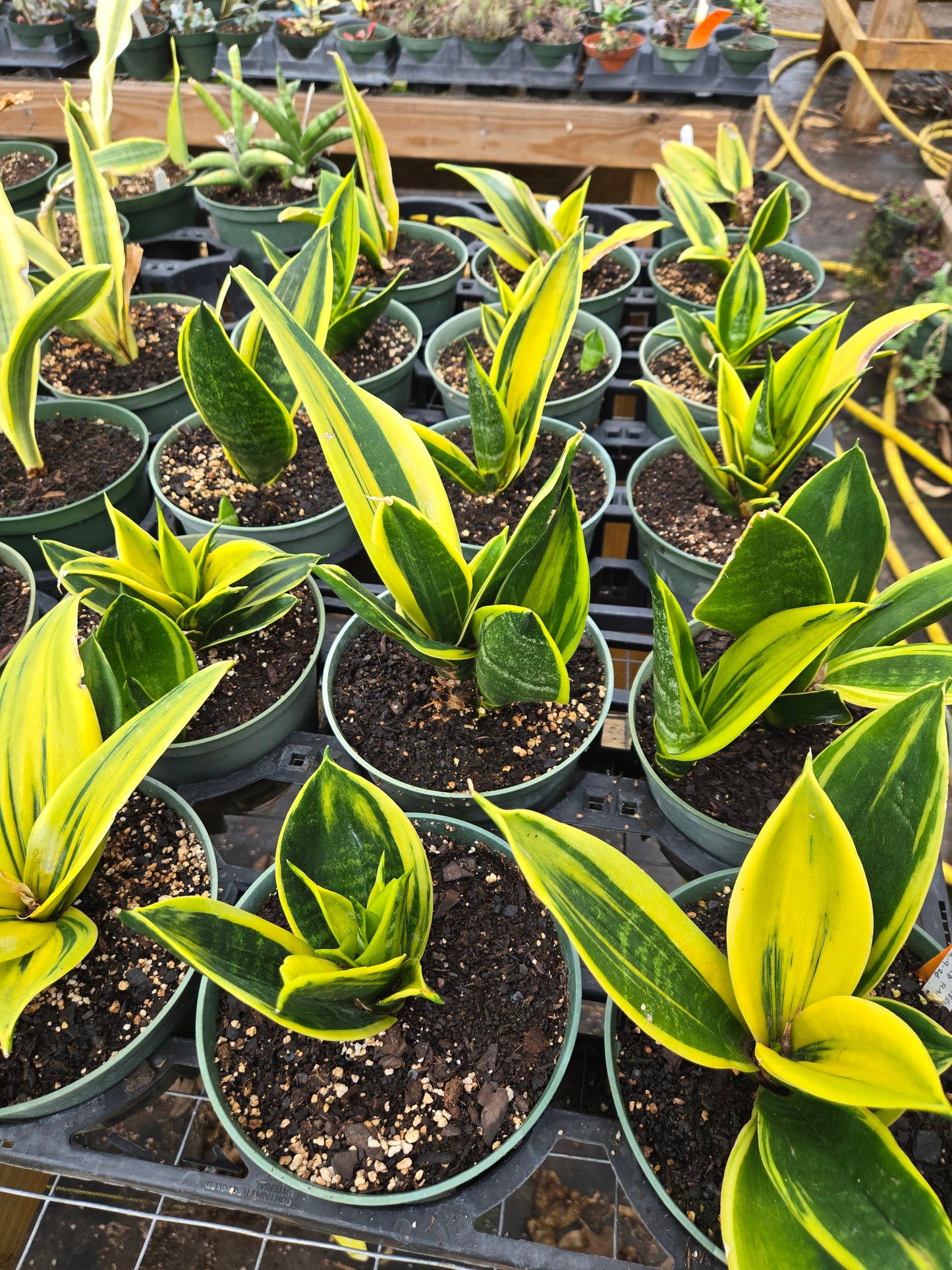 sansevieria gold flame care Sansevieria trifasciata --Gold Flame Snake Plant--