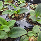 Ledebouria botryoides --Giant Squill--