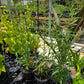 Eupatorium hyssopifolium --Hyssop-leaved Boneset--