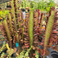Euphorbia trigona 'Rubra' --Royal Red African Milk Tree--