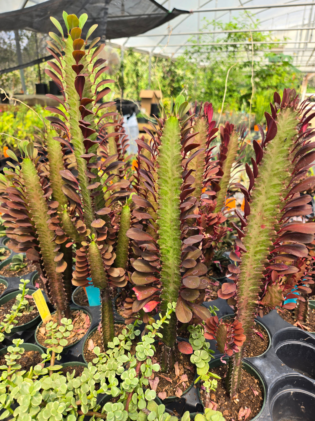 Euphorbia trigona 'Rubra' --Royal Red African Milk Tree--
