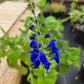 Salvia sagittata --Arrowleaf Sage--