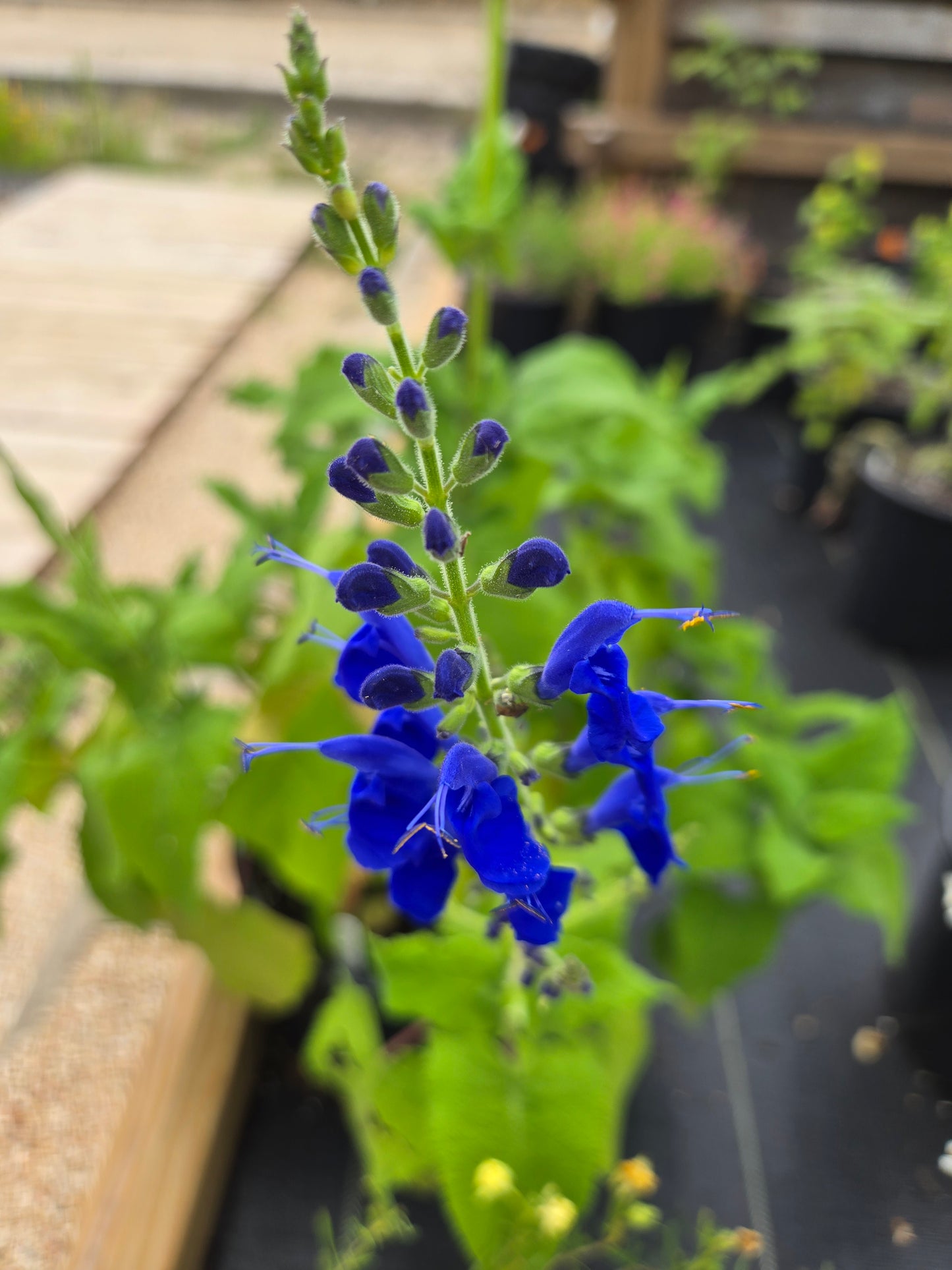 Salvia sagittata --Arrowleaf Sage--