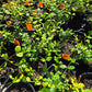 Trachelospermum asiaticum 'Mandianum' --Yellow Star Jasmine--