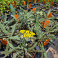 Achillea millefolium --Moonshine Yarrow--