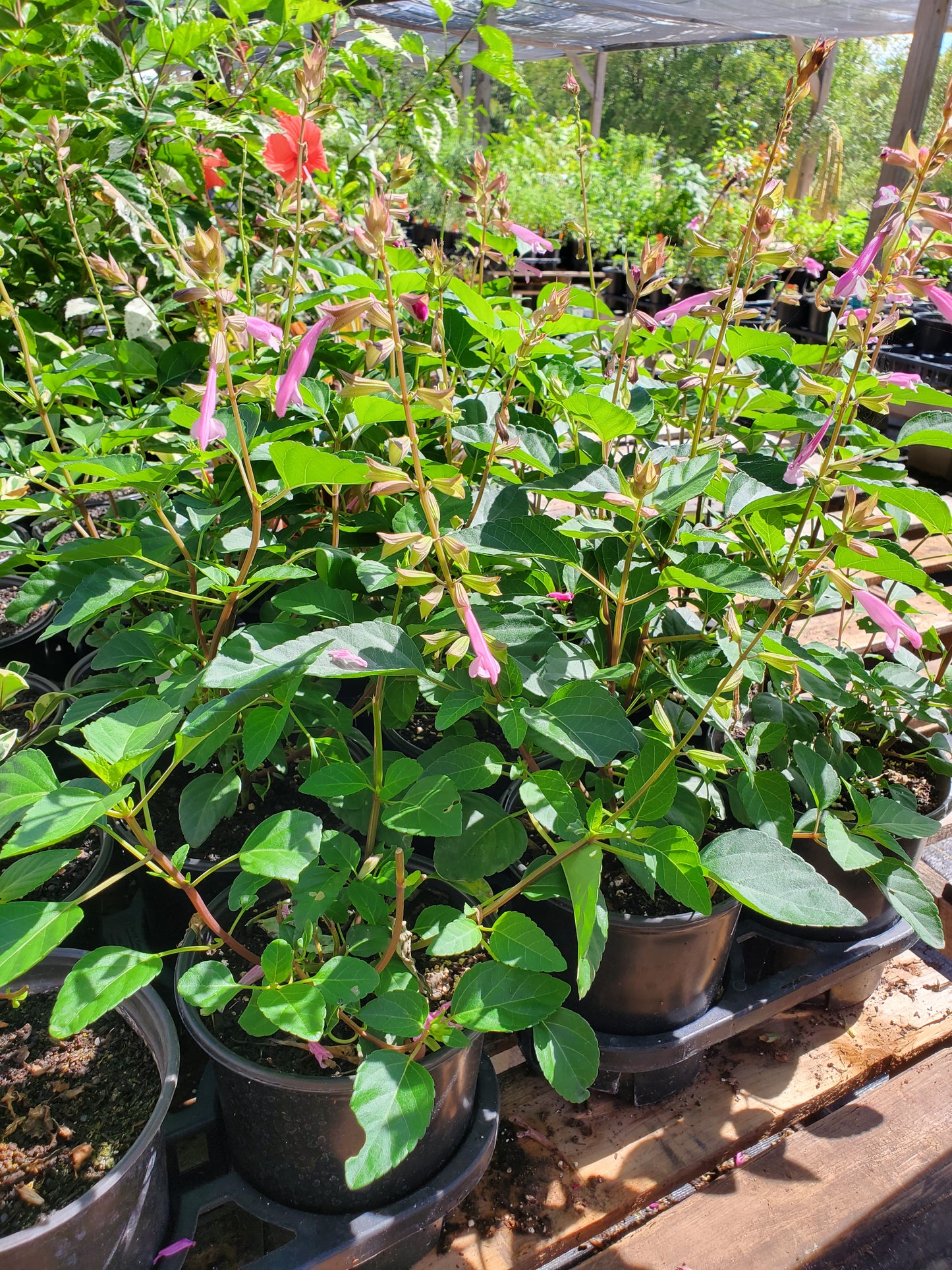 Salvia hybrida --Light Pink Sage--