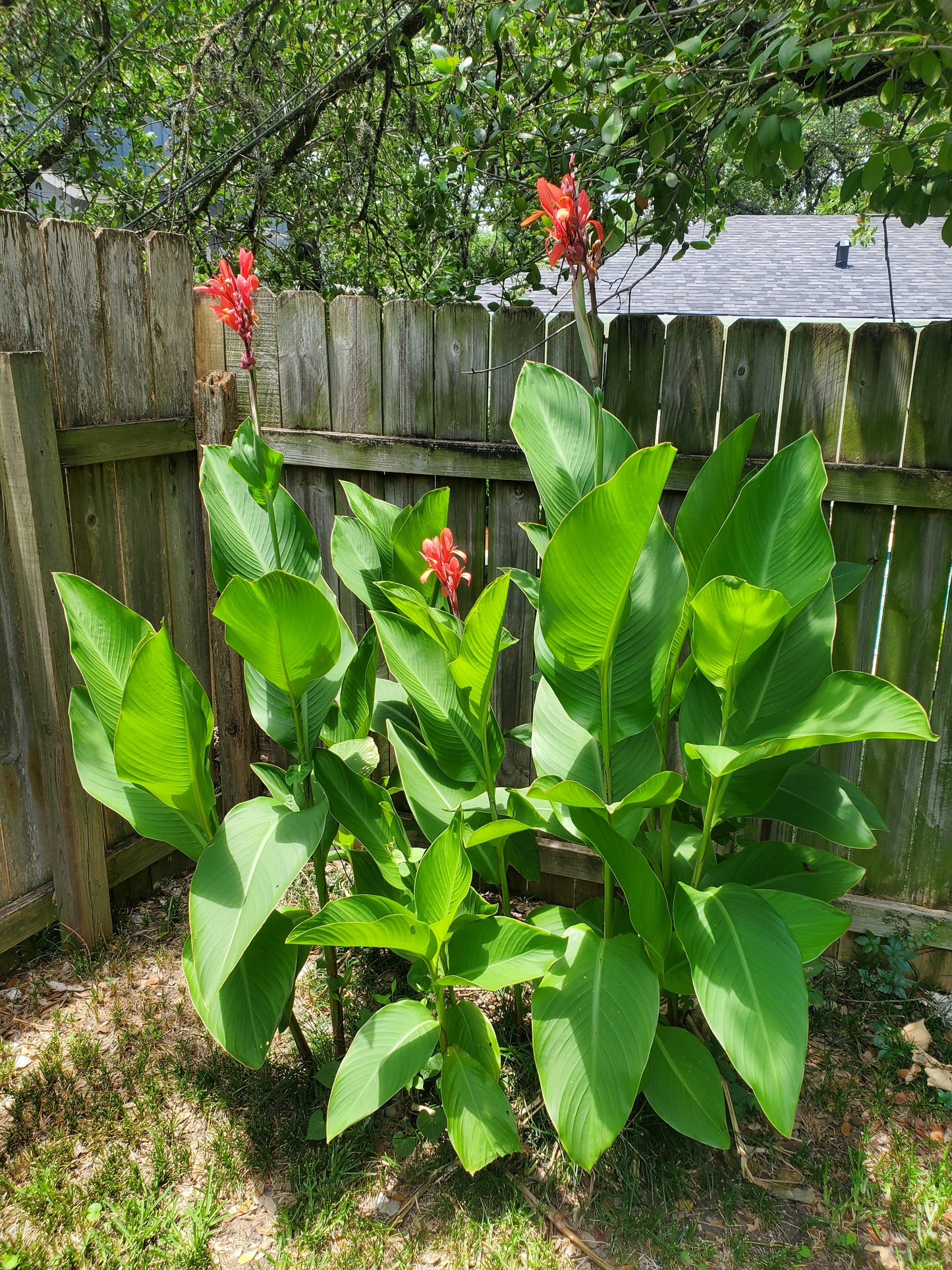 Canna x --Red Canna--