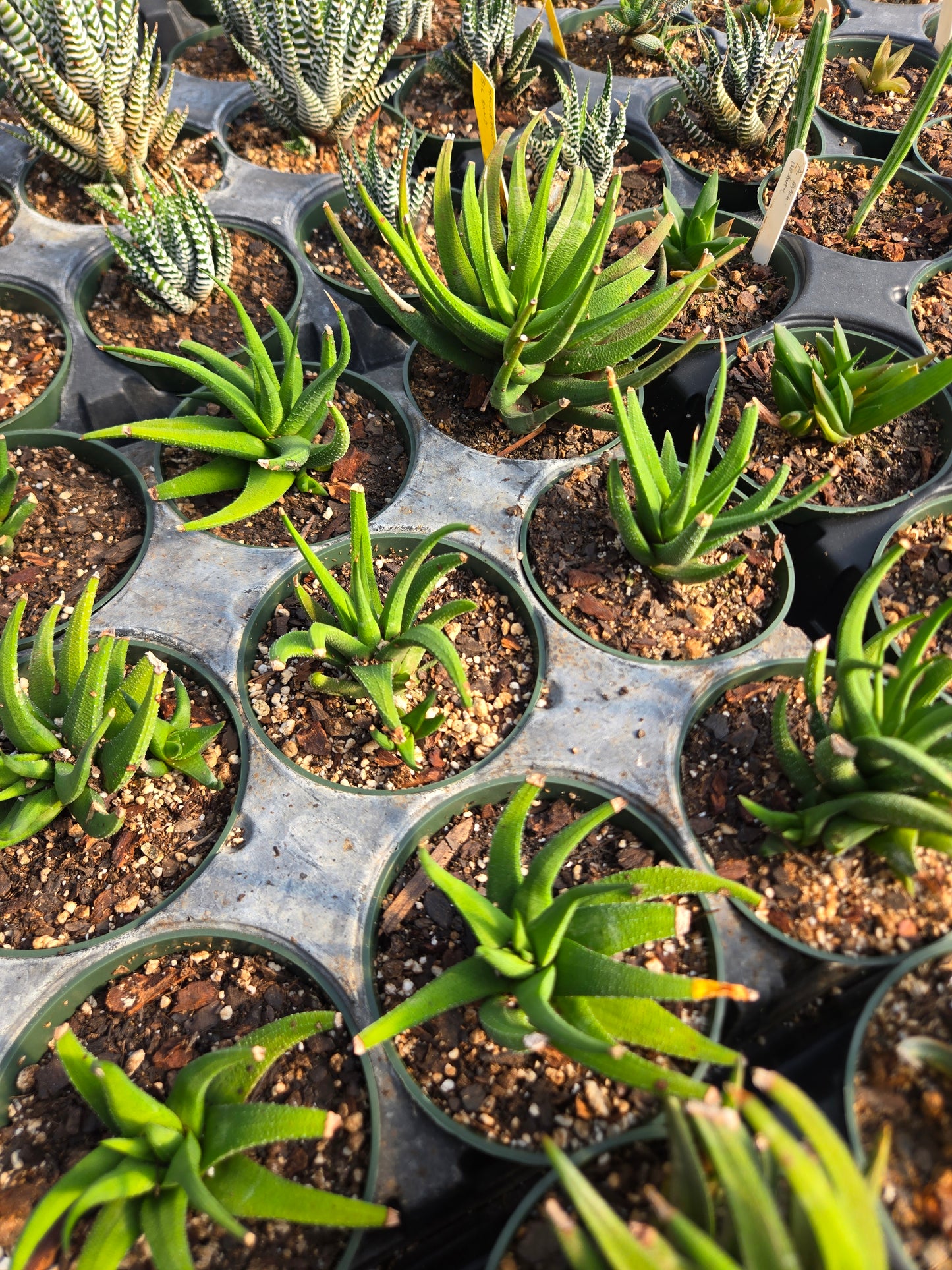 Haworthia attenuata