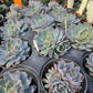 Echeveria 'Blue Heron'