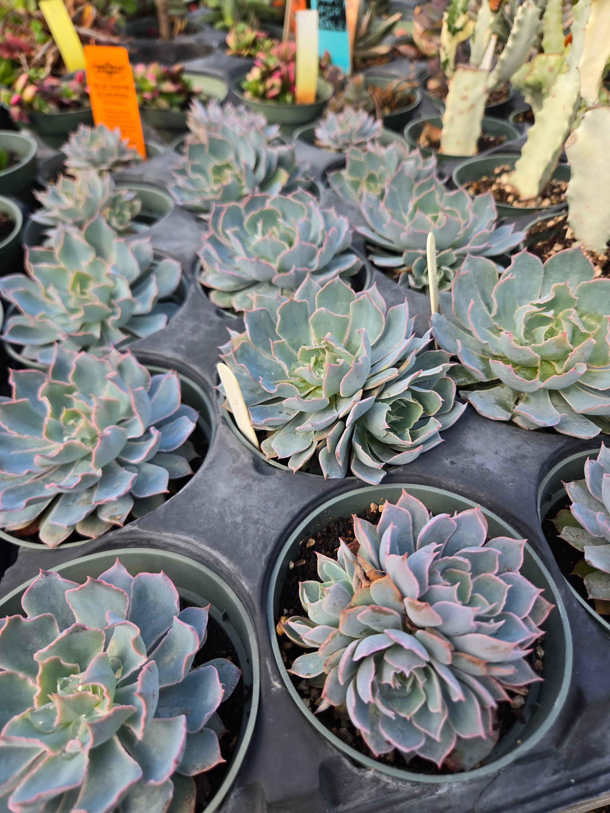 echeveria succulents bluish green Echeveria 'Blue Heron'