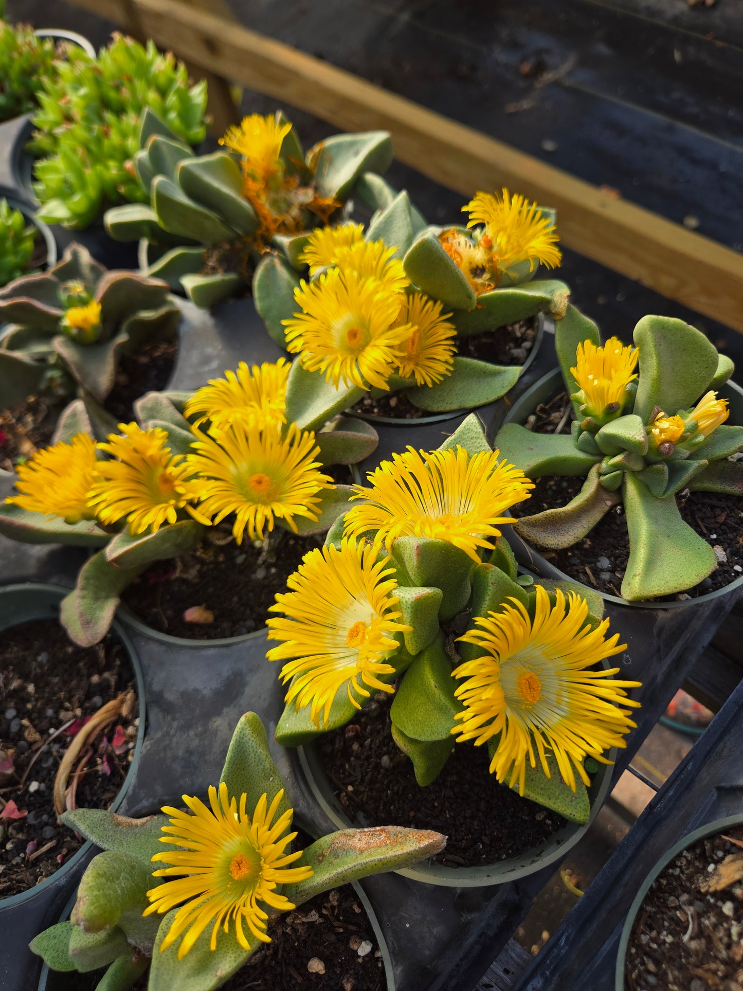 Pleiospilos compactus --Split Rock Mimicry Plant--
