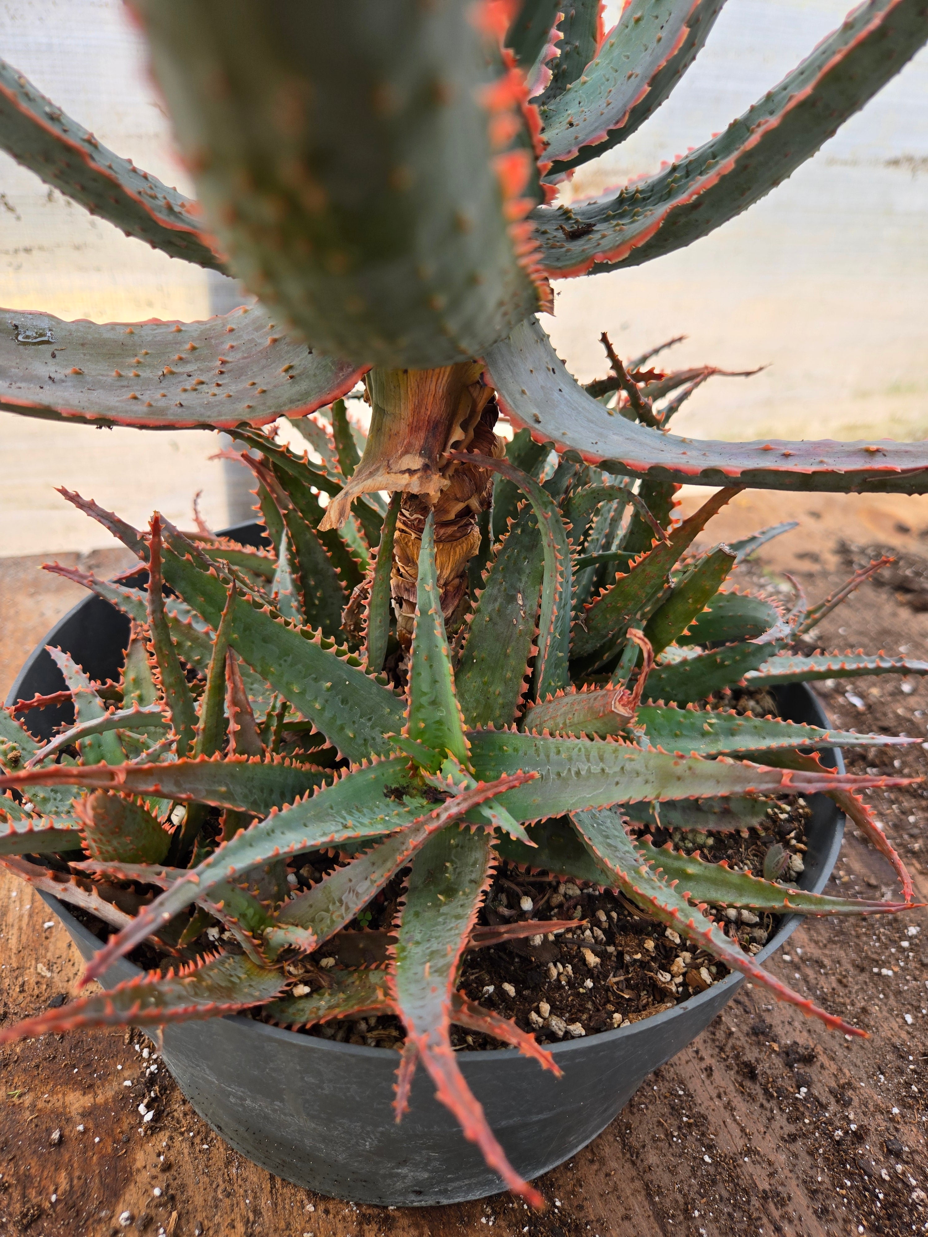 Aloe 'Jim's Hybrid' - Plant Delivery San Marcos – Lone Star Nursery