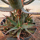Aloe 'Jim's Hybrid'