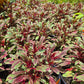Gaura lindheimeri 'Rainbow'