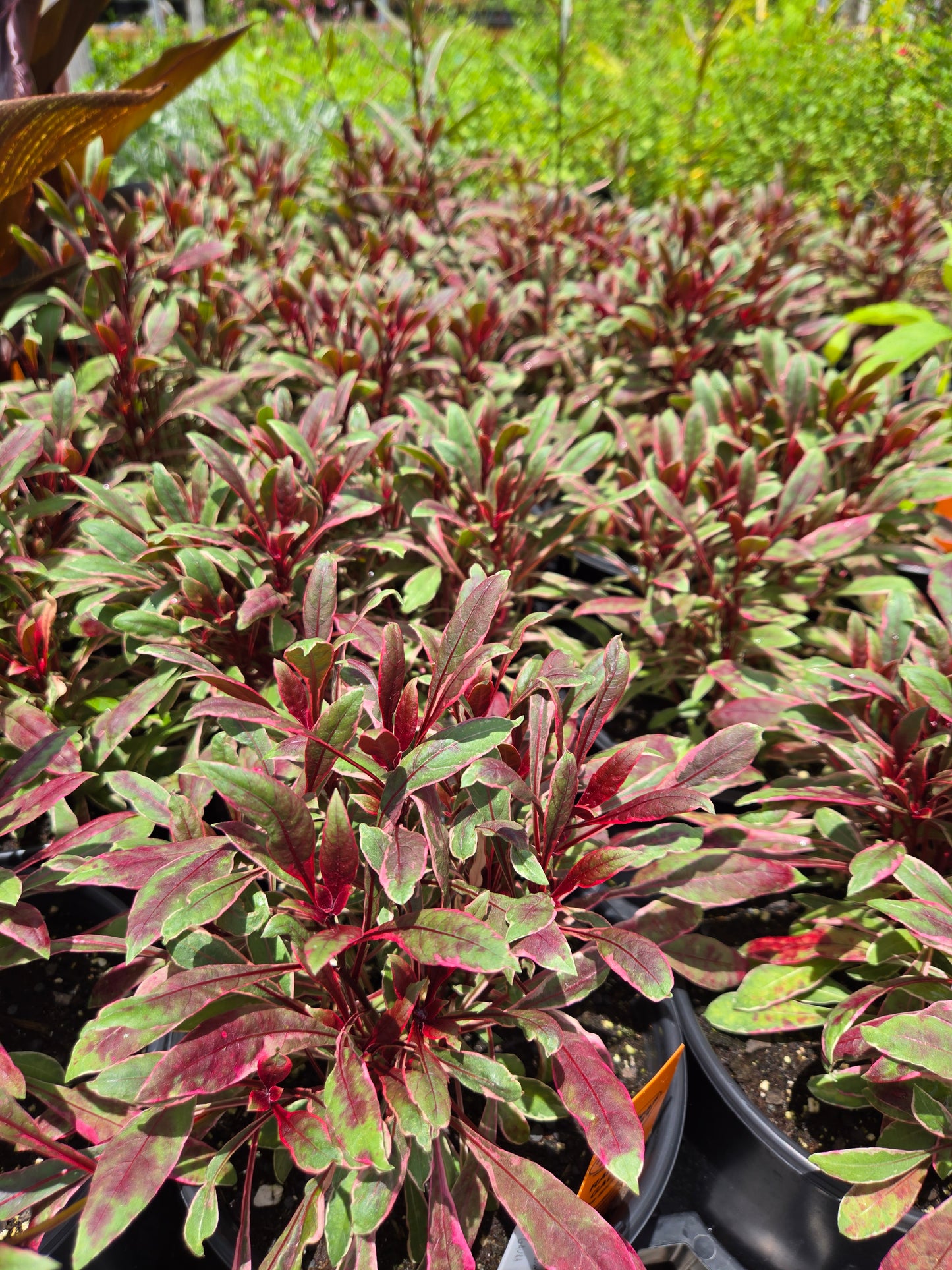 Gaura lindheimeri 'Rainbow'