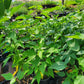 Malvaviscus arboreus --Pink Mexican Turk's Cap--
