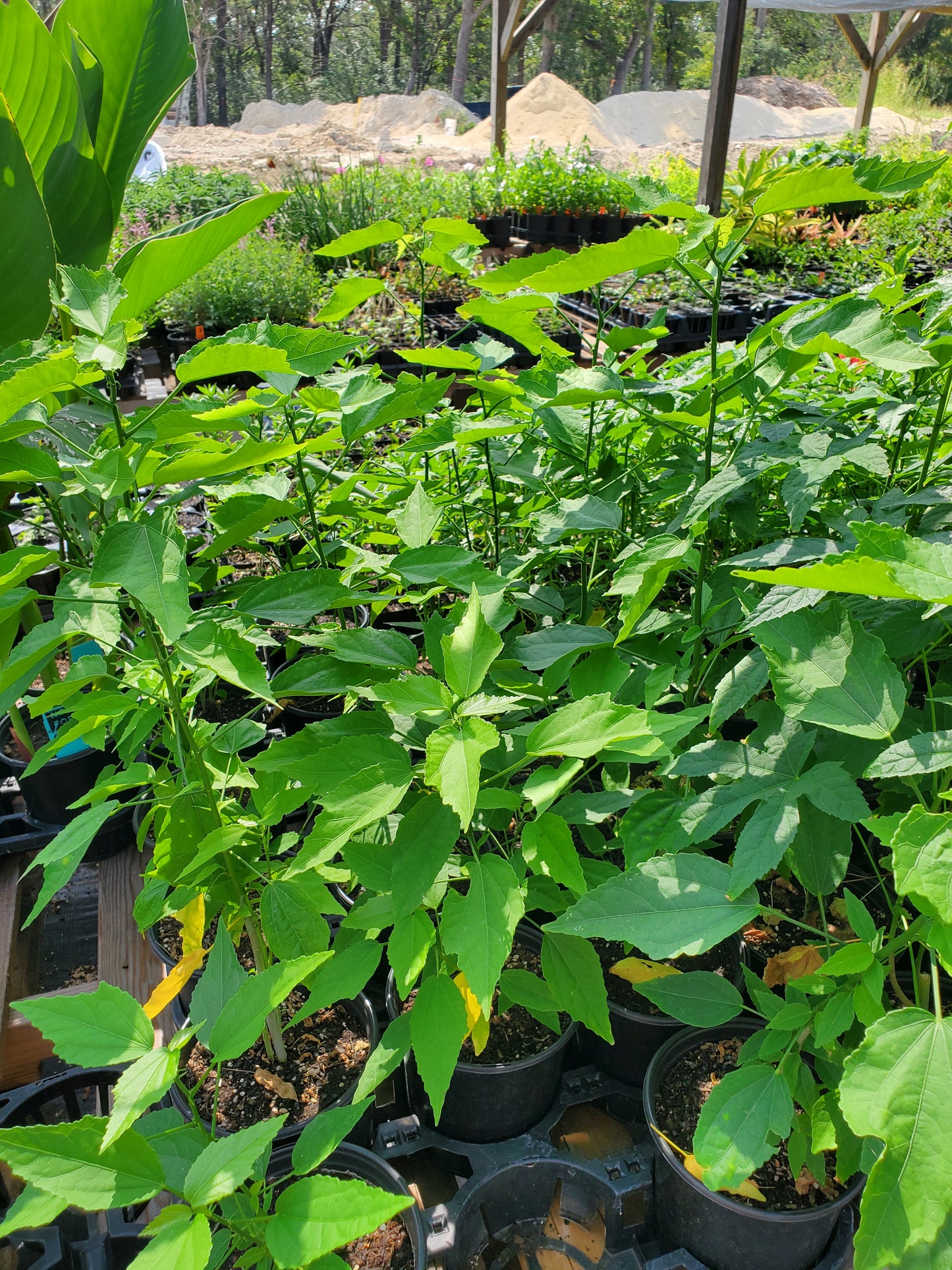 Malvaviscus arboreus --Pink Mexican Turk's Cap--