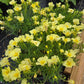 Calylophus berlandieri --Berlandier's Butter Cream Sundrop--