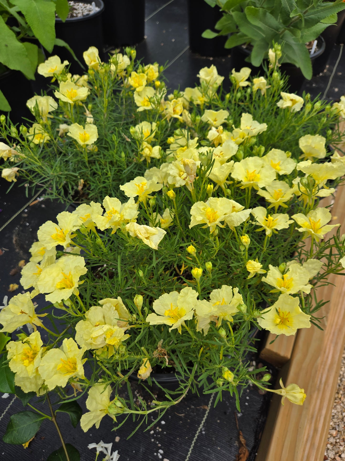 Calylophus berlandieri --Berlandier's Butter Cream Sundrop--