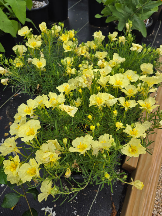 Calylophus berlandieri --Berlandier's Butter Cream Sundrop--