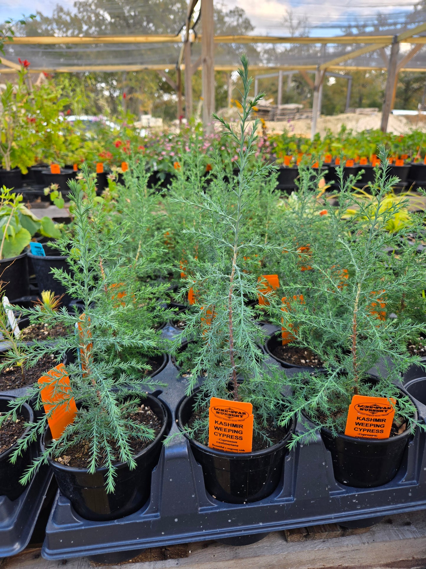 Cupressus cashmeriana --Kashmir Weeping Cypress--