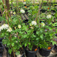 PASSIONFLOWER 'White' --Passiflora incarnata 'Alba'--